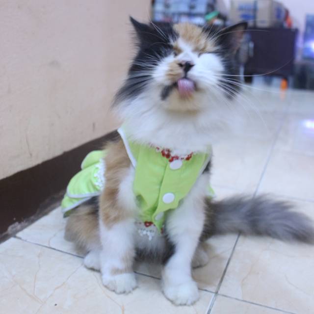 Dress polos warna toska lucu untuk kucing / baju kucing murah size S-XL