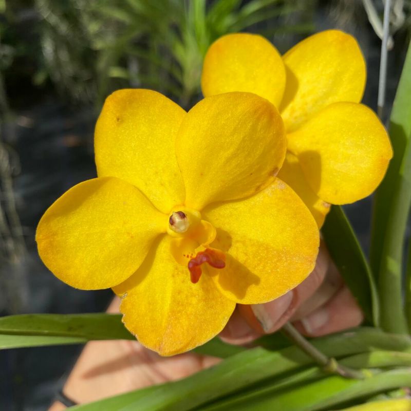 Anggrek Vanda Kuning polos Dewasa Siap Spike