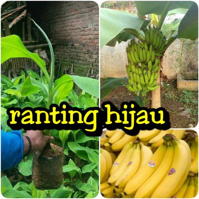 BIBIT BUAH PISANG AMBON MINI