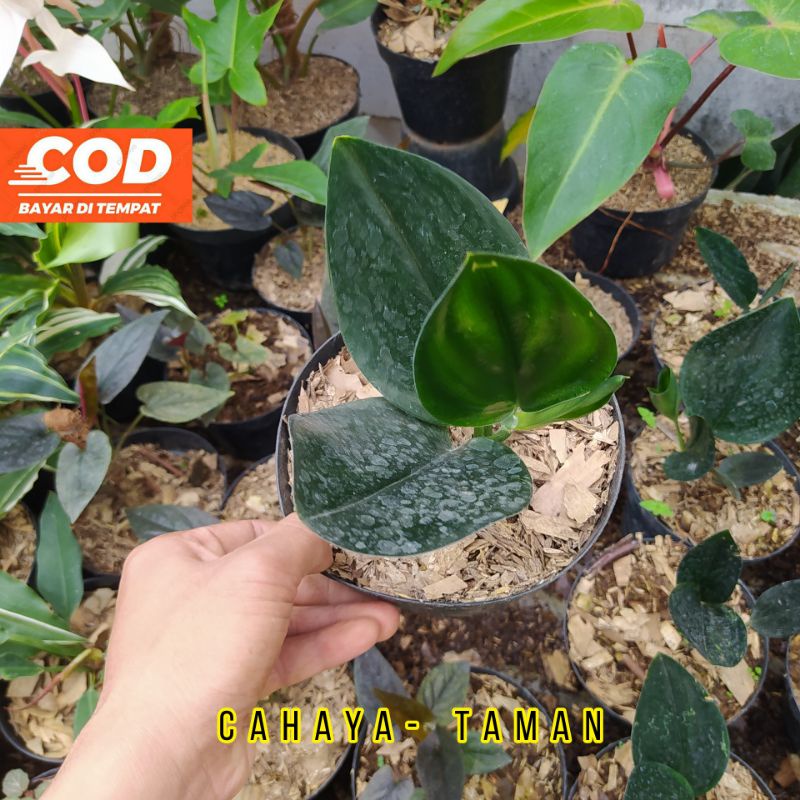 Scindapsus Treubii Dark From - Sirih gading hitam