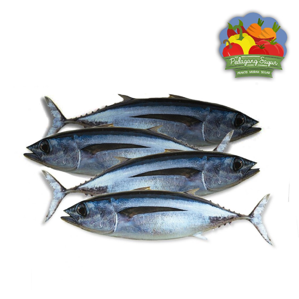 

Ikan Tongkol Segar - Per Ekor ( 500 Gram )