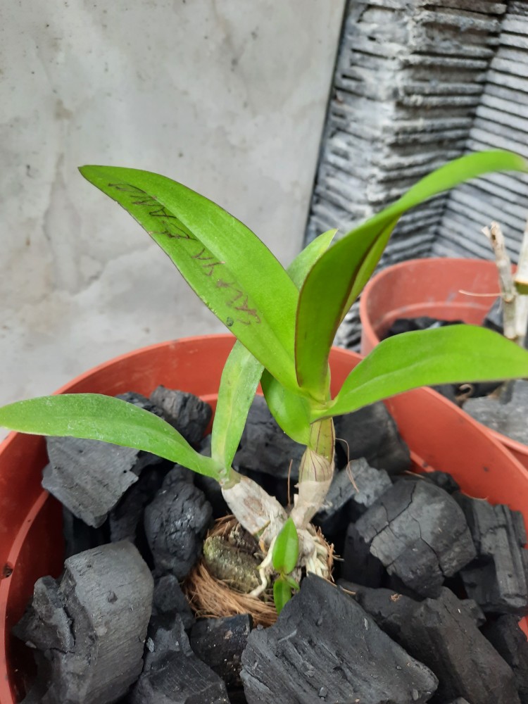 Anggrek Dendrosalaya Pink Dewasa Mini