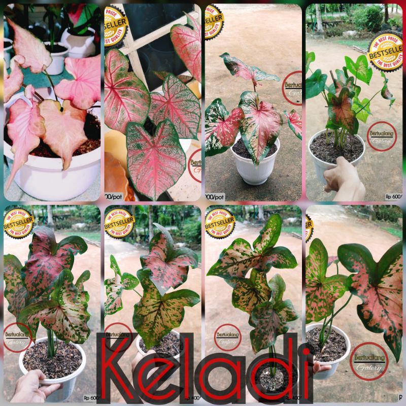 ANEKA INDUKAN KELADI HIAS / CALADIUM SOSOK PILIHAN , Baret & Kawan-kawan