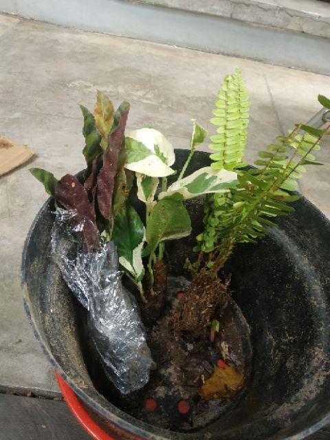 Jual tanaman  pot gantung sirih gading koin  srigading 