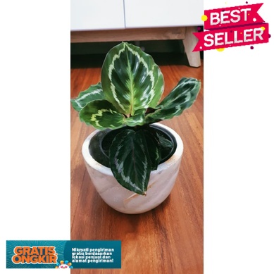 Calathea medalion V2 import ( Bisa COD )