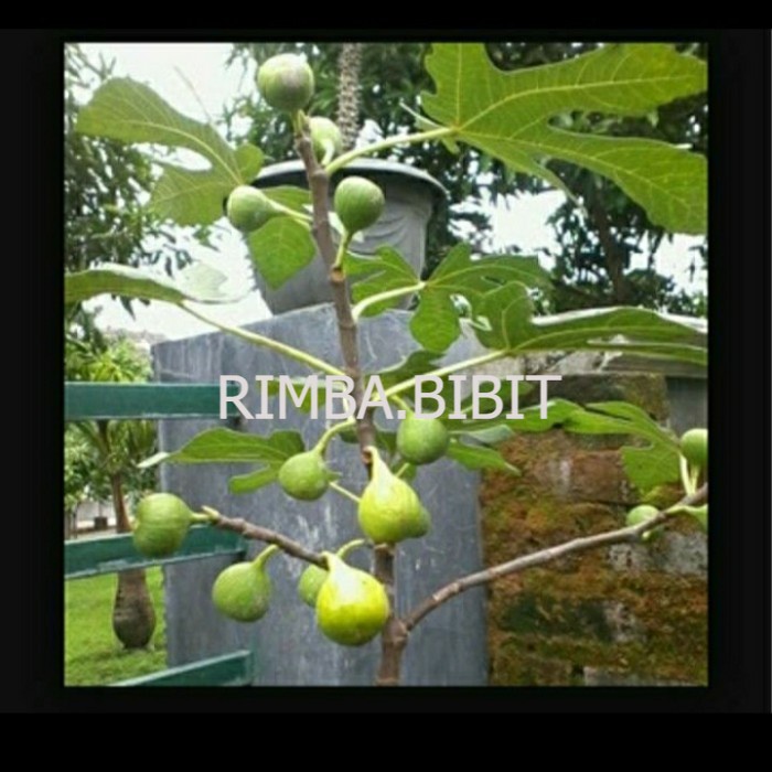 bibit buah tin kuning siap berbuah