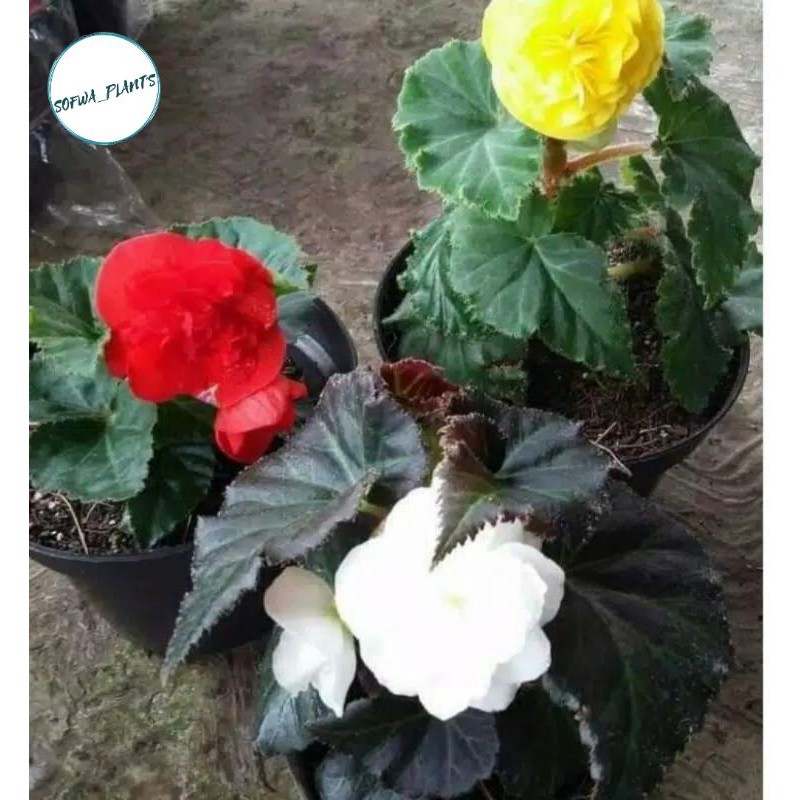 TANAMAN HIAS BEGONIA MAWAR BALI RANDOM