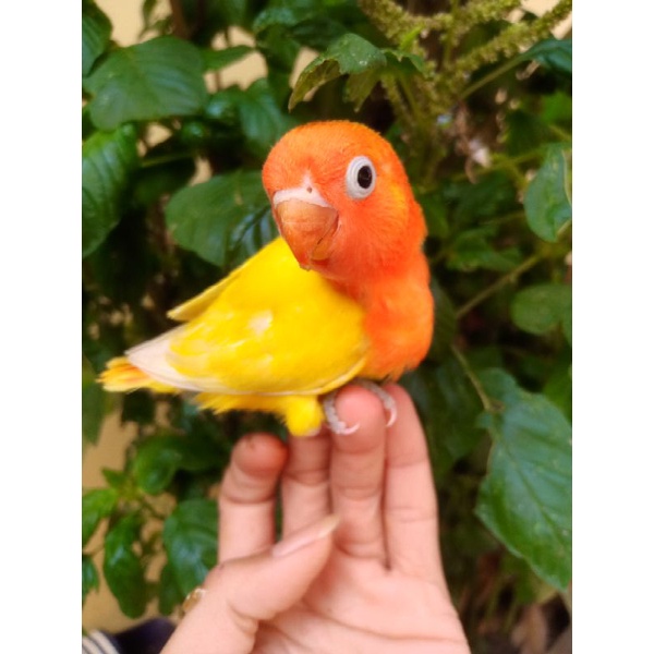 lolohan lovebird