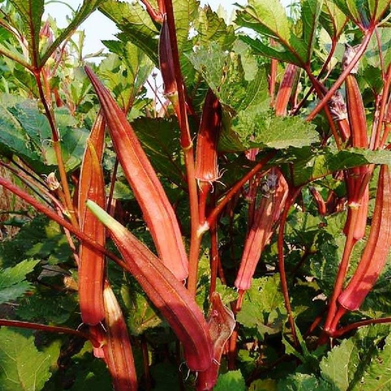 Bibit Okra Merah Carmine Splendor F1 - Benih Sayuran