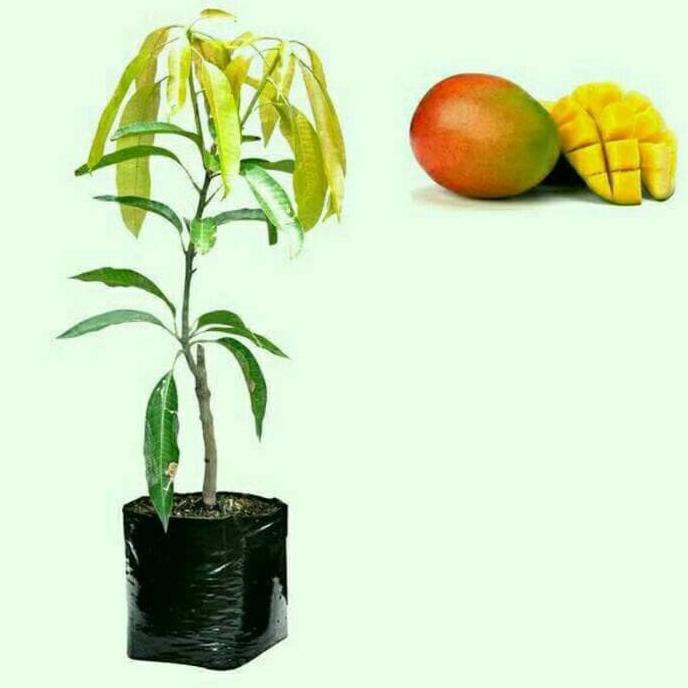 bibit buah mangga gedong gincu okulasi cepat berbuah ~@@~