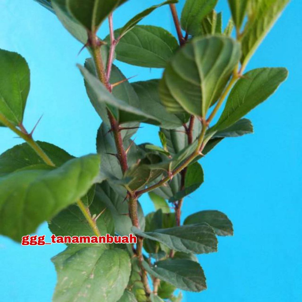BIBIT POHON BIDARA ARAB SUPER unggul