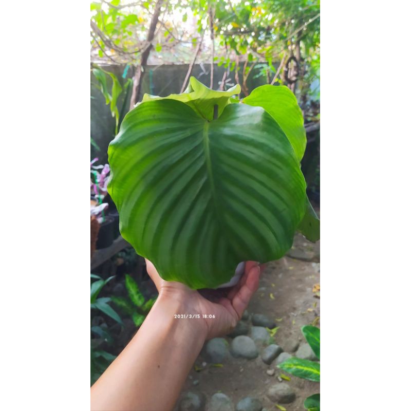 calathea orbifolia