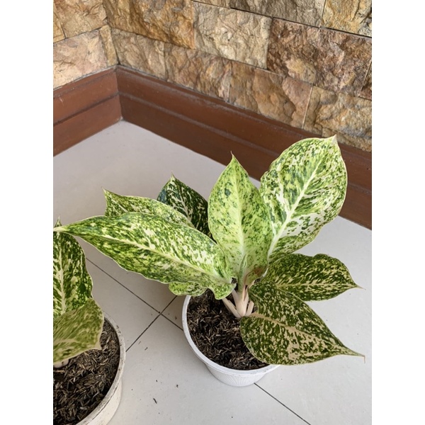 aglonema striptis white putih besar