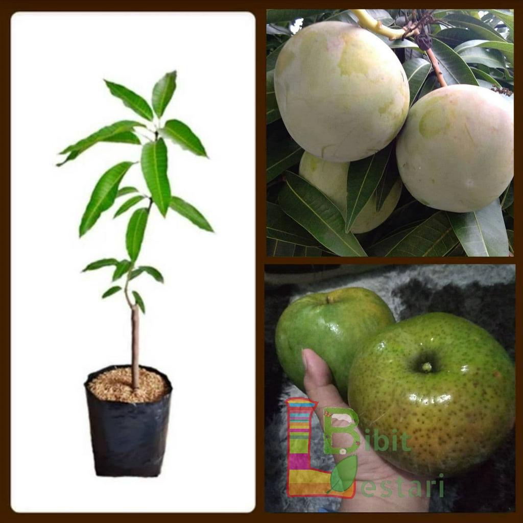 Bibit Mangga Kweni - Bibit Mangga Okulasi