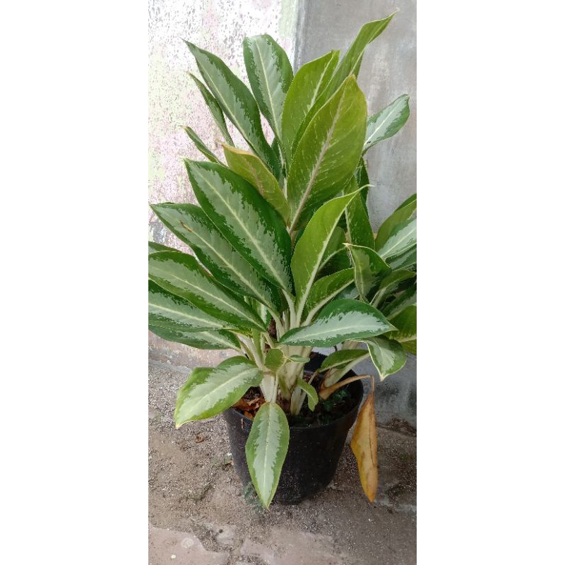 aglonema blanceng