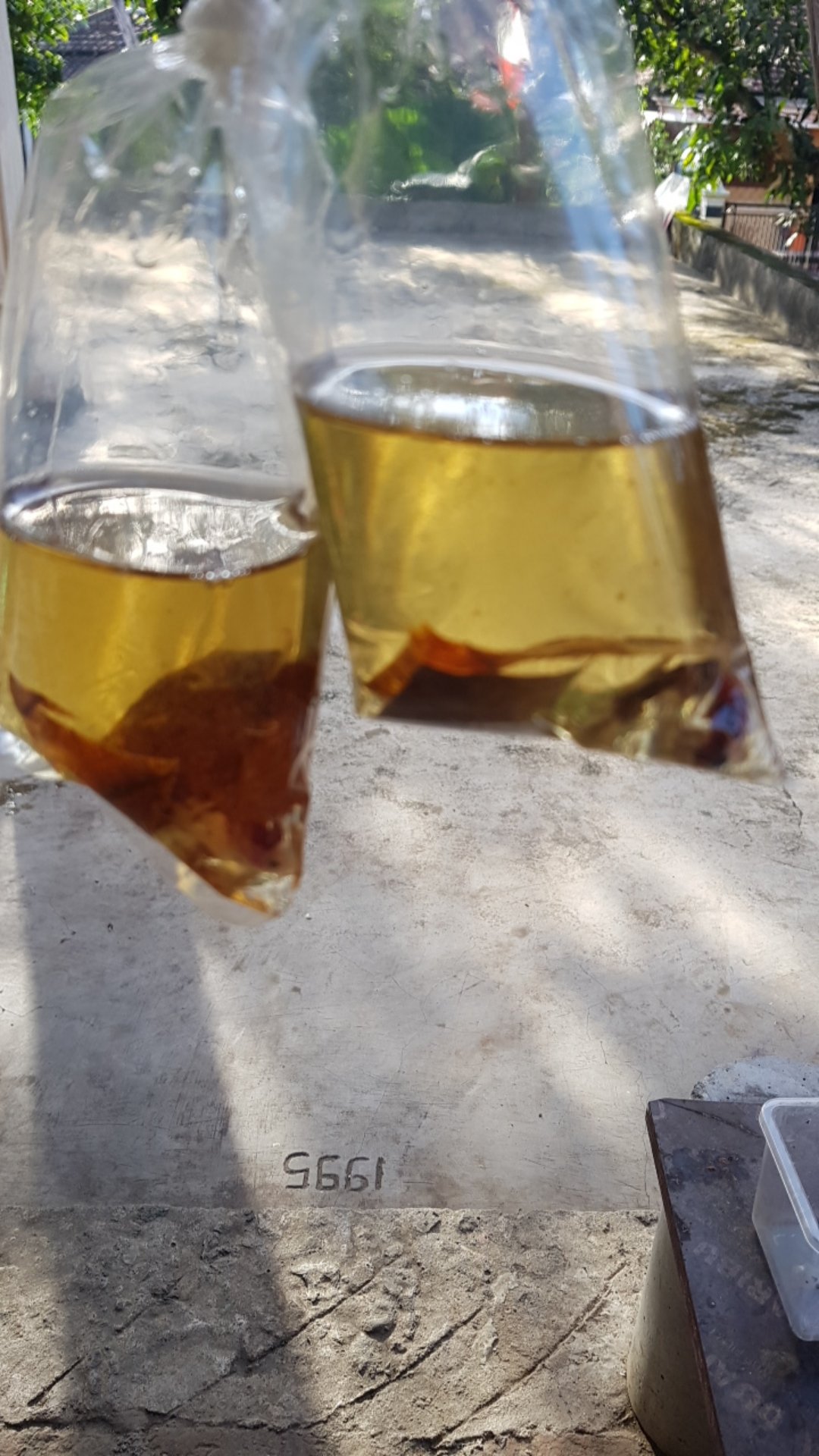 Ikan Cupang Female Koi Galaxy Multicolour Full Egg