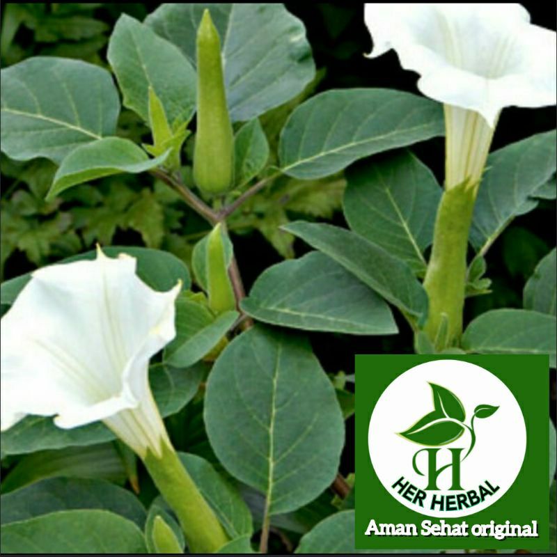 

Herbal Daun Kecubung Segar Fresh