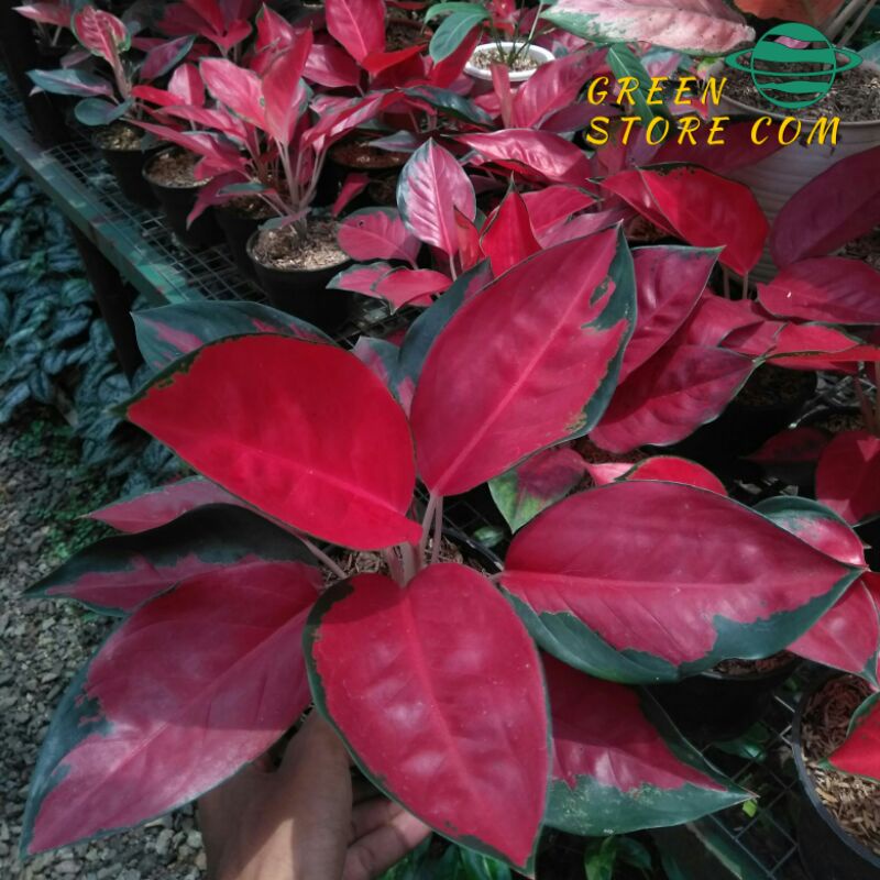 Aglaonema suksom jaipong culture dewasa