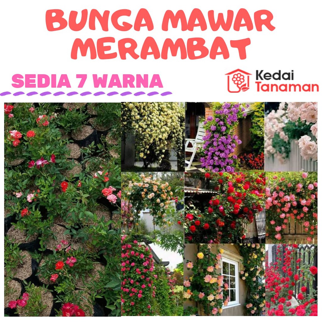 Tanaman Bunga Mawar Rambat Berbunga Shopee Indonesia