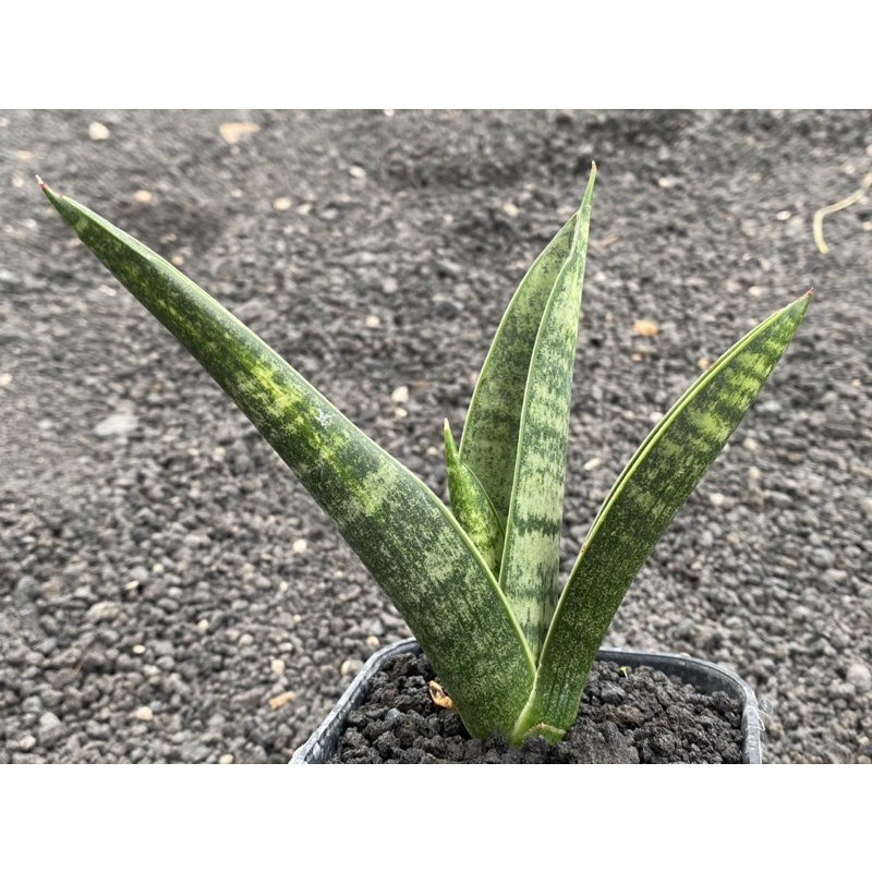 sansevieria Marsha anjani varigata