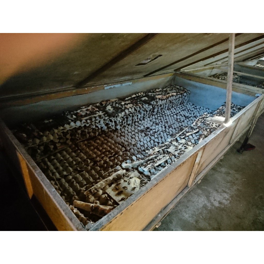 

jual Telur Jangkrik Madu Super berat 100 Gram