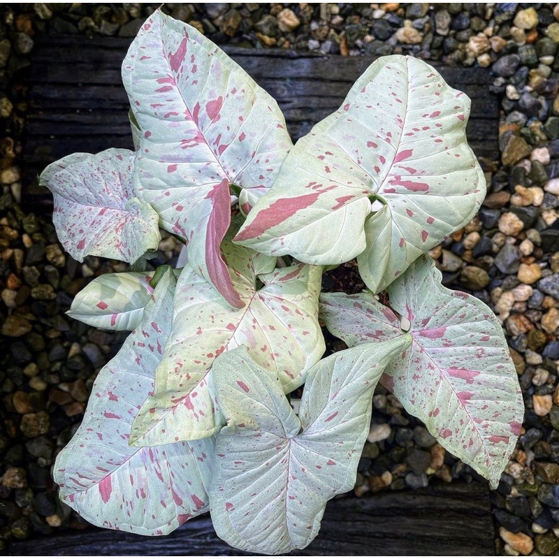 Syngonium Milik Confetti