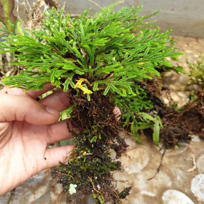 Paket 2 Tanaman paludarium - bonsai hidup - selaginella - aquascape