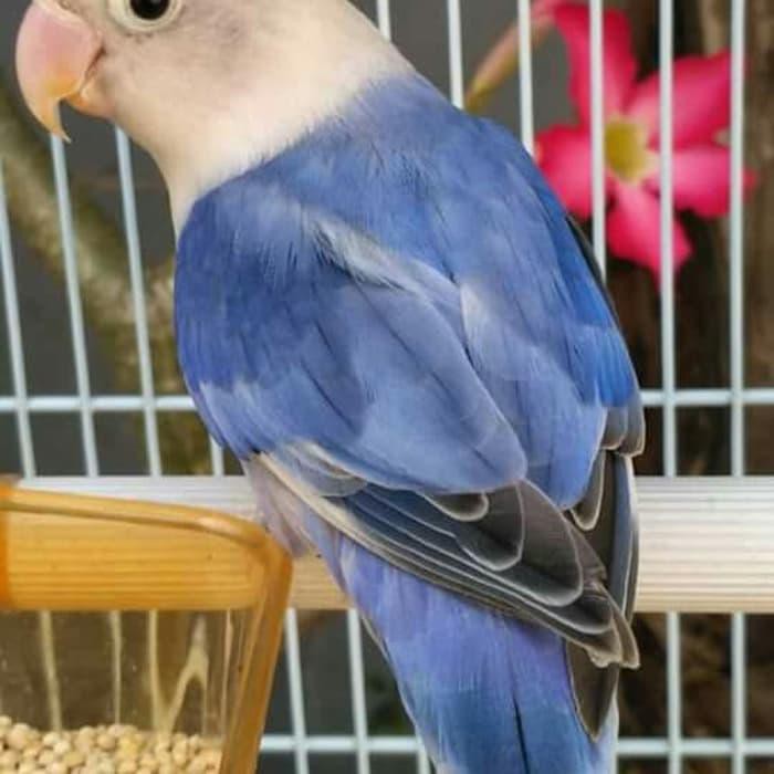 Pet Lovebird Bs Baby Paud Lovebird Blue Series Perawatan Burung