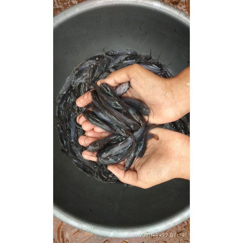 Bibit Lele Sangkuriang 6-7 cm