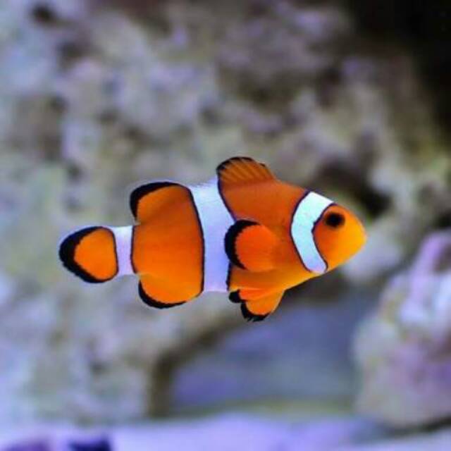 ikan badut finding nemo dori cupang guppy gapi clownfish 