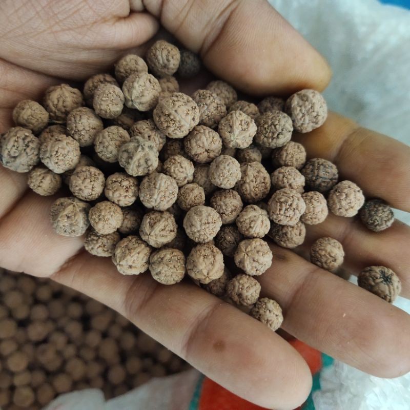 110 butir jenitri rudraksha kecil