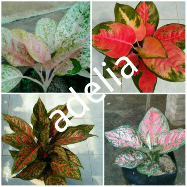  Bunga  aglonema  4 batang Shopee  Indonesia