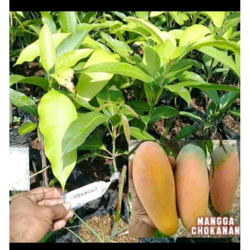 bibit mangga chokanan