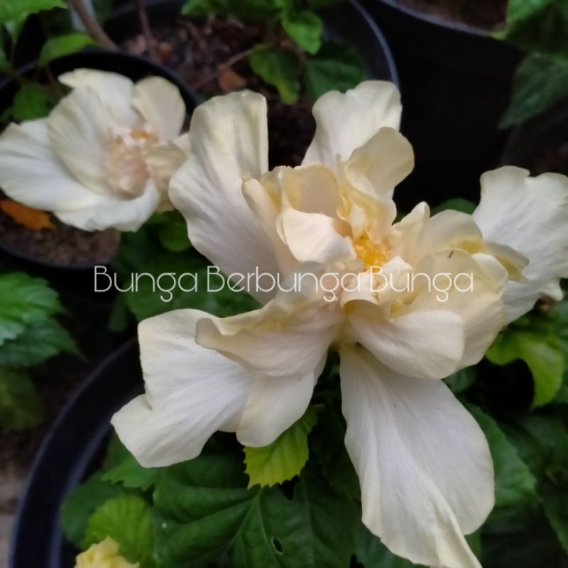 bibit bunga Hibiscus kembang Sepatu putih bangkok lebar