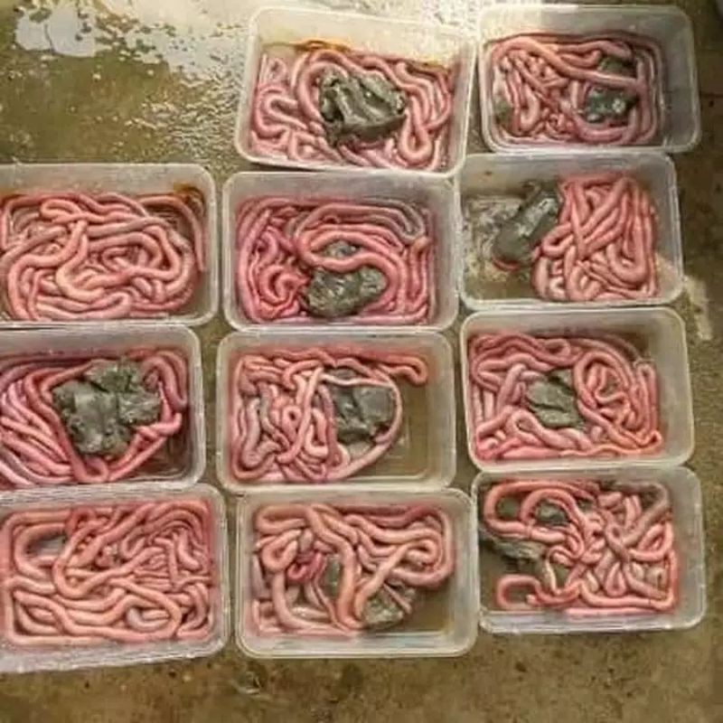 CACING NIPAH GRADE A SUPER