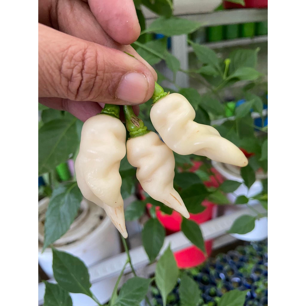 Benih Bibit Biji - Cabai Faddas White Cabe Putih Super Pedas Pepper Seeds