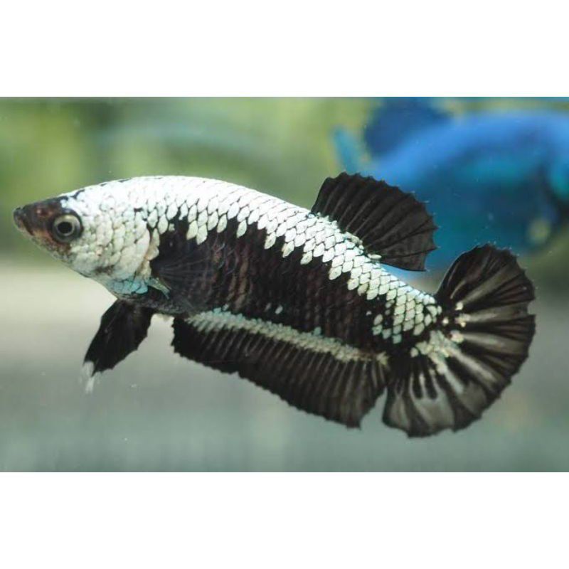 ikan cupang black samurai / cupang black samurai / cupang plakat samurai termurah