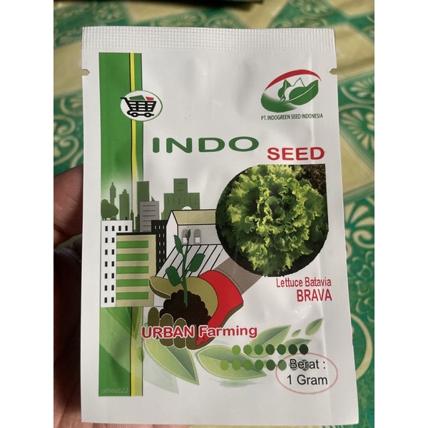benih Selada Indoseed Brava 1gr