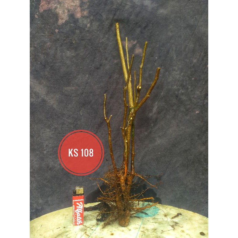Bahan Bonsai Tanaman Hias Jeruk Kingkit Dongkelan 08