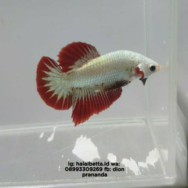 Cupang jantan red dragon snow