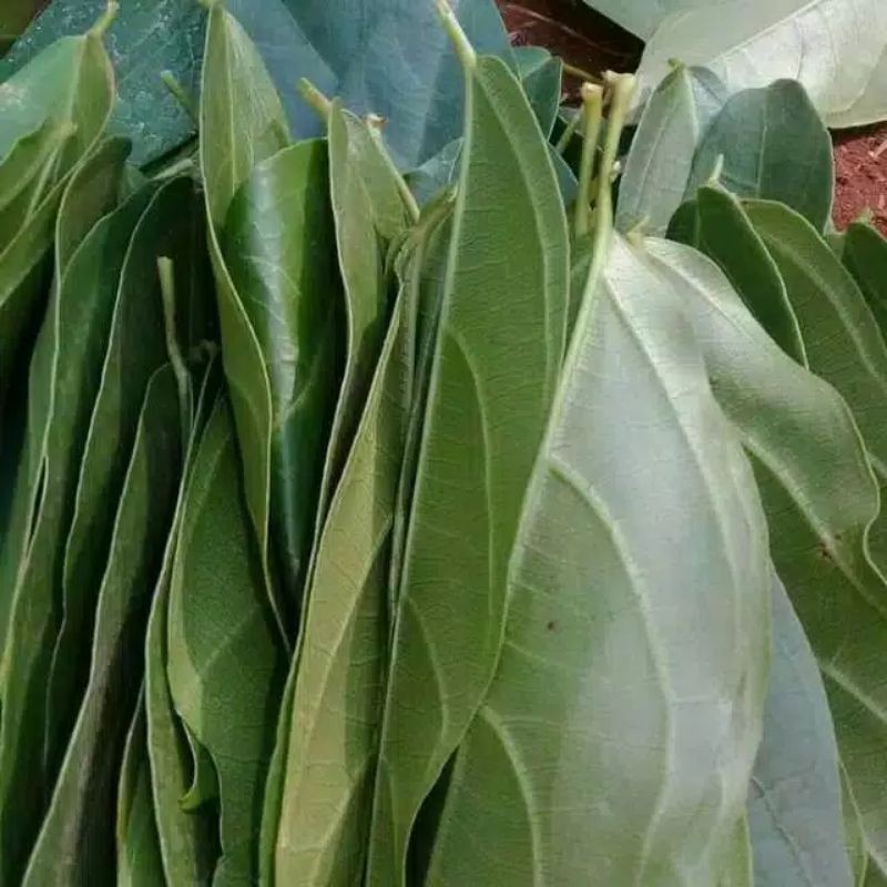 DAUN CINCAU HIJAU PERDU SEGAR 1 KG