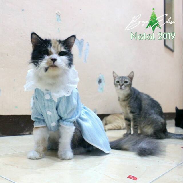 Dress untuk kucing dan anjing edisi natal 2019 lucu biru blues / baju kucing murah size S-XL