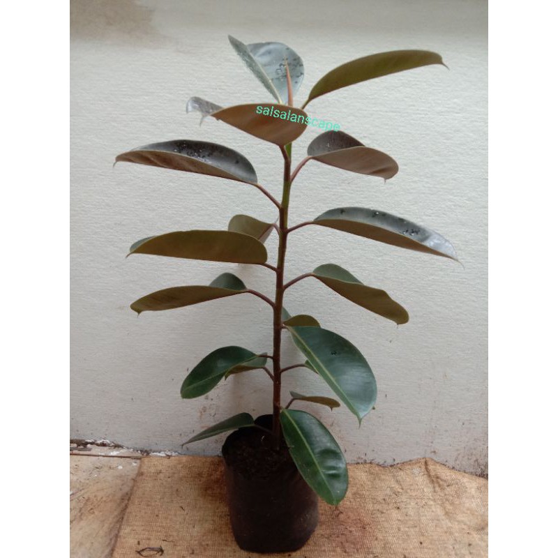 Pohon Karet Kebo Tanaman Karet Kebo