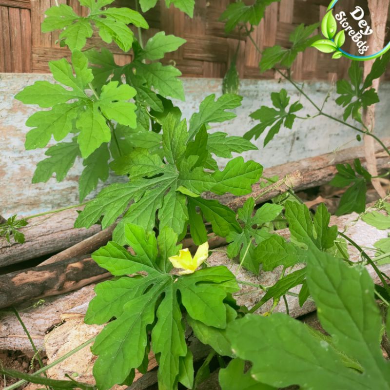 

Daun paria segar pare hutan liar