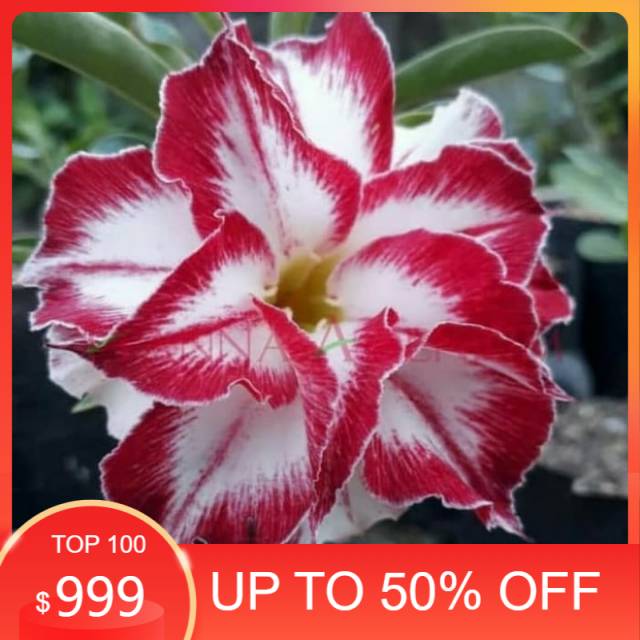 

Bibit bunga kamboja Adenium Amarillys