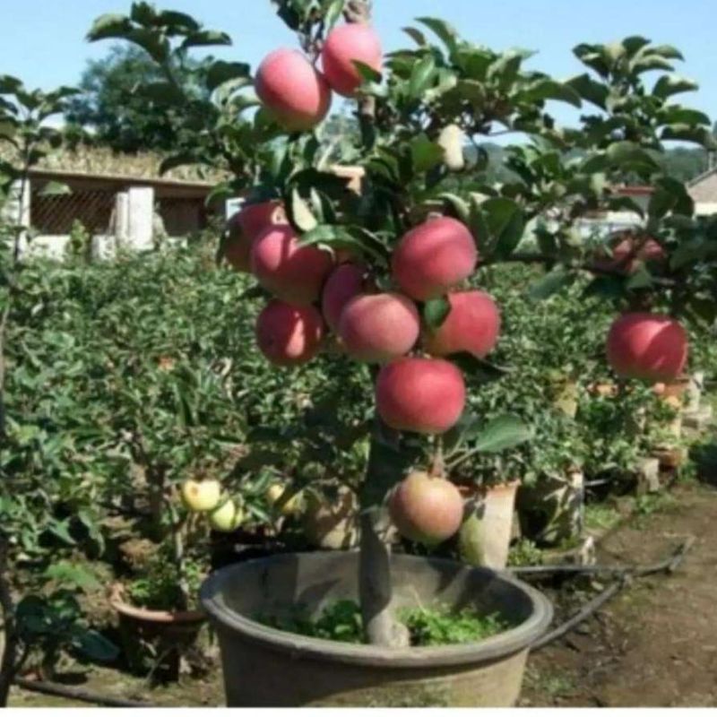 Bibit apel fuji merah cangkok berbuah lebat