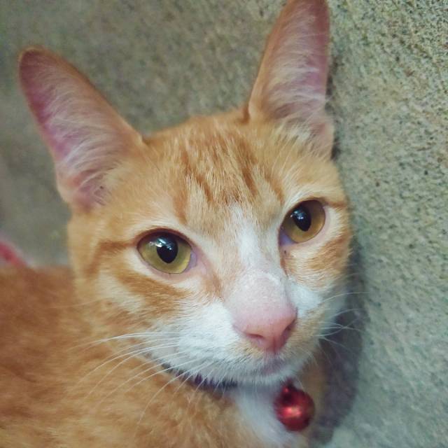 irwan_muchtar