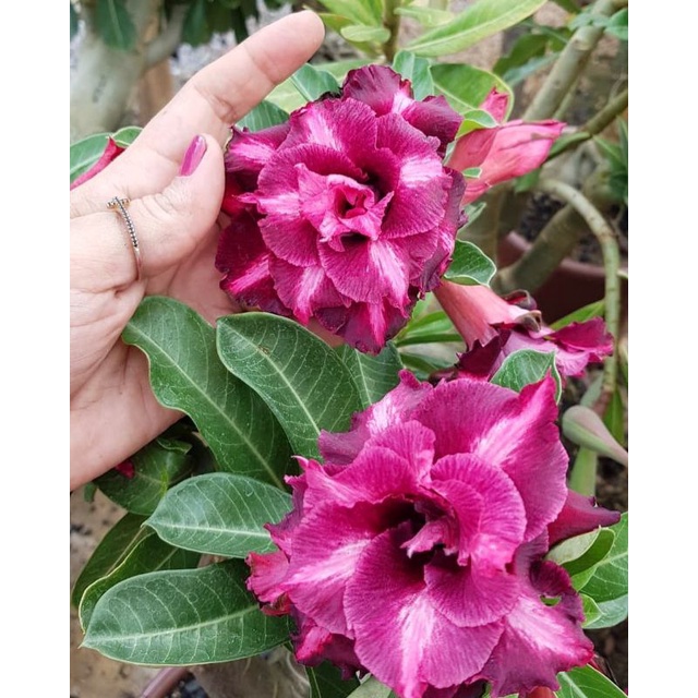 Bunga Adenium ungu tumpuk adenium tumpuk