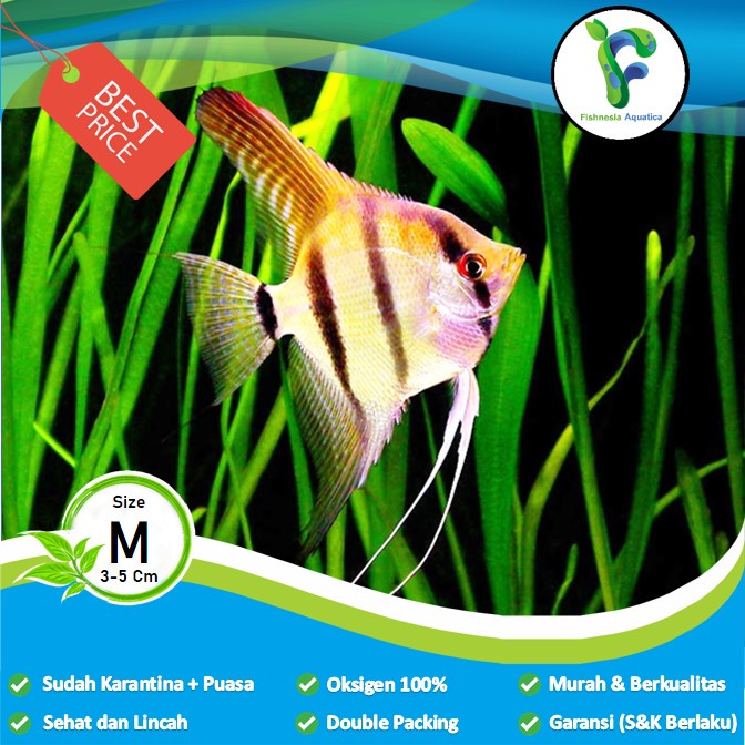 Ikan Hias Aquascape Manfish/Anglefish 3 Color/Three Color