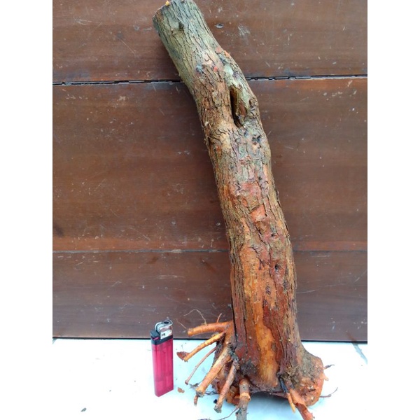 Bahan dangkelan bonsai sisir/tanaman sisir /hiasan sisir/bonsai sisir berkarakter jumbo.